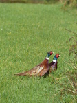 20141025 Common Pheasants (Phasianus colchicus) fighting in field